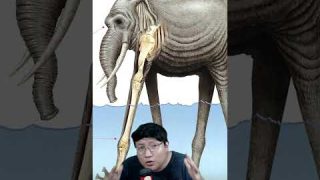 EL CRIMEN DE ZUNESHA FUE REVELADO!! 🐘 #onepiece #manga #anime #imusama #zunesha #joyboy #luffy #nika