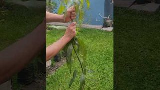 Faz a Muda de Manga Produzir Muita Manga Após a Enxertia e Poda de Formação